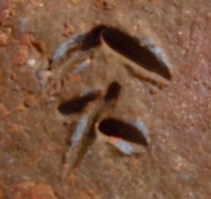 備前焼の陶芸作家森陶山 (備前焼)の陶印・裏印・窯印・サイン画像です。