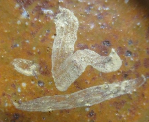 陶芸作家迎泰夫の陶印画像です。