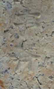 信楽焼の陶芸作家星野亨斉 (信楽焼)の陶印・裏印・窯印・サイン画像です。