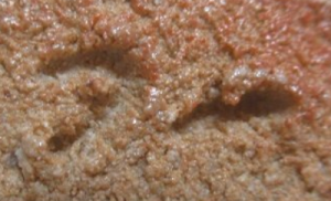 唐津焼の陶芸作家西岡小十の陶印・裏印・窯印・サイン画像です。