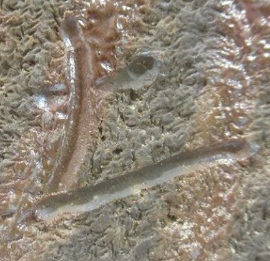 陶芸作家戸田桂子　とだけいこ　（備前焼）の陶印・裏印・窯印・サイン画像です。