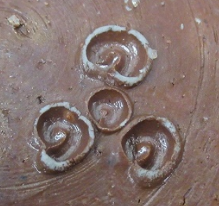 陶芸作家岸本明彦　きしもとあきひこ　（備前焼）の陶印・裏印・窯印・サイン画像です。