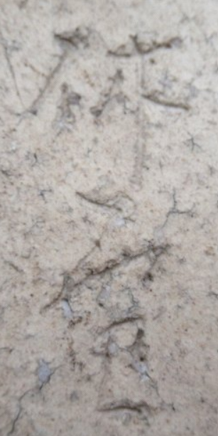 陶芸作家三輪休雪　みわきゅうせつ　(萩焼)の陶印・裏印・窯印・サイン画像です。