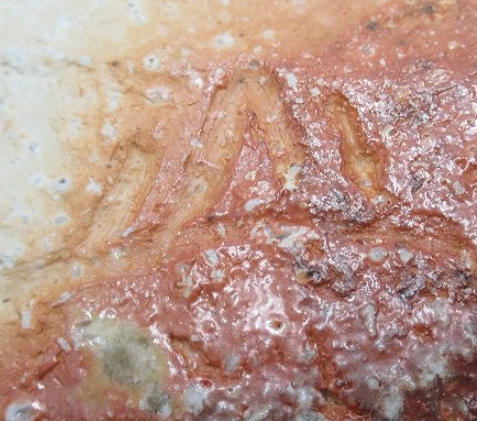 陶芸作家岸本謙仁　きしもとけんじ　（伊賀焼）の陶印・裏印・窯印・サイン画像です。