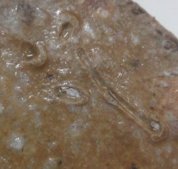 陶芸作家竹廣泰介　たけひろたいすけの陶印・裏印・窯印・サイン画像です。