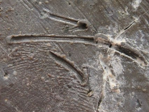 陶芸作家原田拾六　はらだしゅうろく　（備前焼）の陶印・裏印・窯印・サイン画像です。