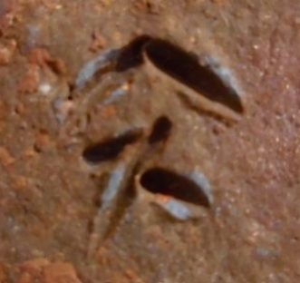 陶芸作家森陶山　もりとうざん　(備前焼)の陶印・裏印・窯印・サイン画像です。