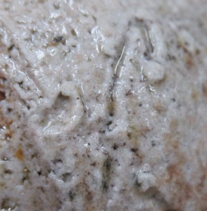 陶芸作家船越保　（信楽焼）の陶印・裏印・窯印・サイン画像です。