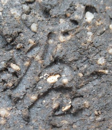 陶芸作家石嶋哲彦　いしじまあきひこ　(益子焼)の陶印・裏印・窯印・サイン画像です。