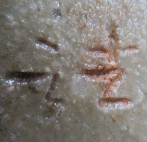 信楽焼の陶芸作家岡野法世 （信楽焼）の陶印・裏印・窯印・サイン画像です。