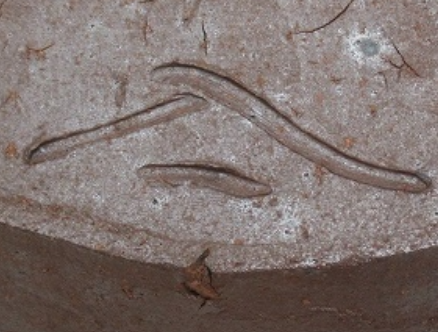 陶芸作家森神仙　もりしんせん　（備前焼）の陶印・裏印・窯印・サイン画像です。