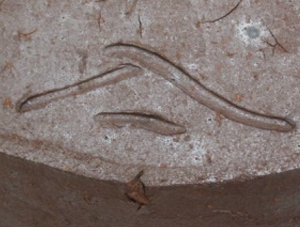 陶芸作家森神仙 （備前焼）の陶印・裏印・窯印・サイン画像です。