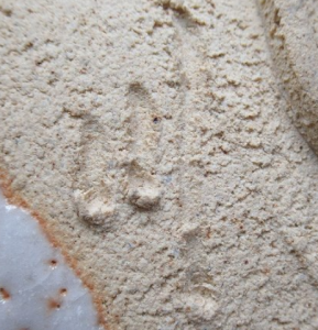 陶芸作家川本晴雲の陶印・裏印・窯印・サイン画像です。