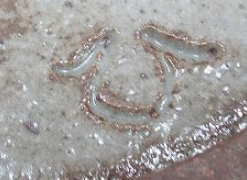 5c2e1283805dbfdf5a2e012760d12788 4 1