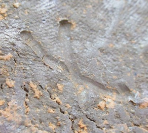 陶芸作家高宮秀忠　（備前焼）の陶印・裏印・窯印・サイン画像です。