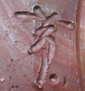 備前焼の陶芸作家鈴木黄弌 （備前焼）の陶印・裏印・窯印・サイン画像です。