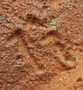 陶芸作家吉野靖義 （唐津焼）の陶印・裏印・窯印・サイン画像です。