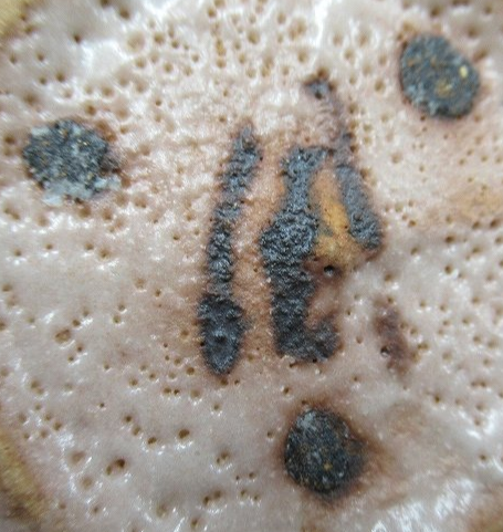 陶芸作家各務周海の陶印・裏印・窯印・サイン画像です。