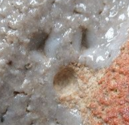 陶芸作家十三代 中里太郎右衛門　なかざとたろうえもん　(唐津)の陶印・裏印・窯印・サイン画像です。