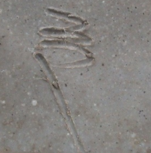 陶芸作家岸田夏 （備前焼）の陶印・裏印・窯印・サイン画像です。