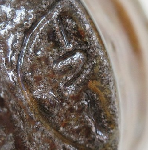 陶芸作家酒井一臣　さかいかずおみ　（笠間焼）の陶印・裏印・窯印・サイン画像です。