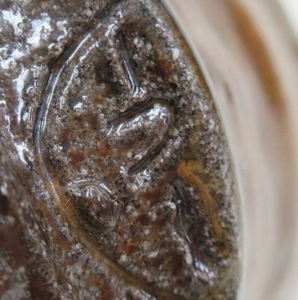 陶芸作家酒井一臣 （笠間焼）の陶印・裏印・窯印・サイン画像です。