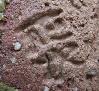 京焼の陶芸作家清水正次 （京焼）の陶印・裏印・窯印・サイン画像です。