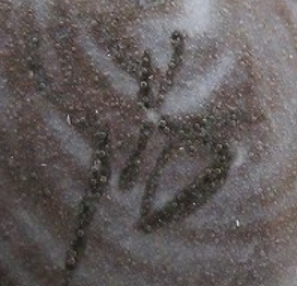 陶芸作家十三代 横石臥牛 臥牛窯 現川焼の陶印画像です。