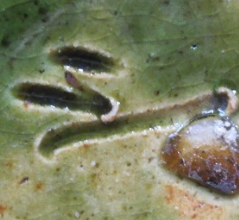 陶芸作家小野恵子　おのけいこ　紅日苑窯の陶印・裏印・窯印・サイン画像です。