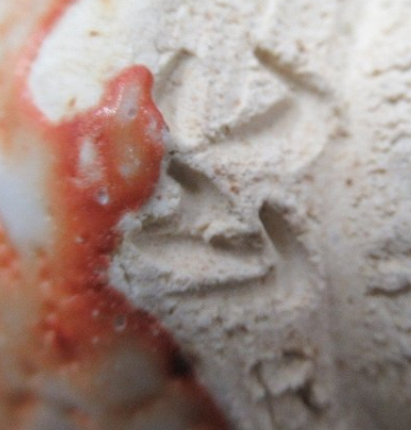 陶芸作家伊藤公洋の陶印・裏印・窯印・サイン画像です。