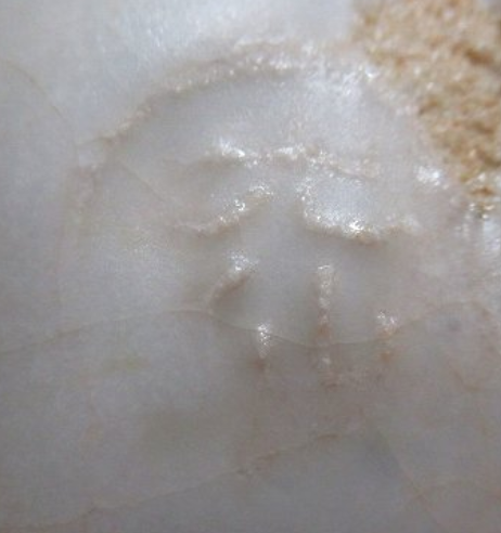 陶芸作家利岡光仙　としおかこうせんの陶印・裏印・窯印・サイン画像です。