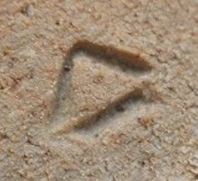 陶芸作家中里一峯　椎ノ峰窯　（唐津焼）の陶印・裏印・窯印・サイン画像です。