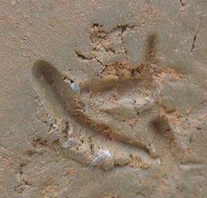 陶芸作家正宗憲悟　（備前焼）の陶印・裏印・窯印・サイン画像です。