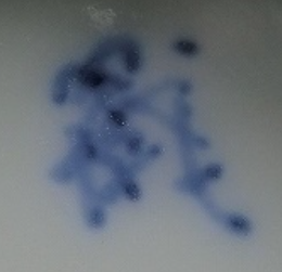 陶芸作家速見義徳　平戸三川内　（その他（未分類含む））の陶印・裏印・窯印・サイン画像です。