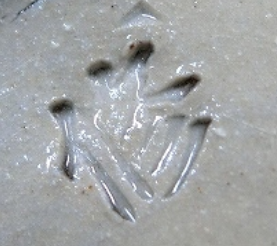 陶芸作家新垣修　あらかきおさむ　（壺屋焼）の陶印・裏印・窯印・サイン画像です。