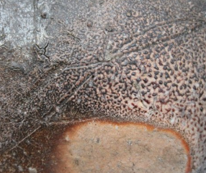 陶芸作家沖康史 （その他（未分類含む））の陶印・裏印・窯印・サイン画像です。