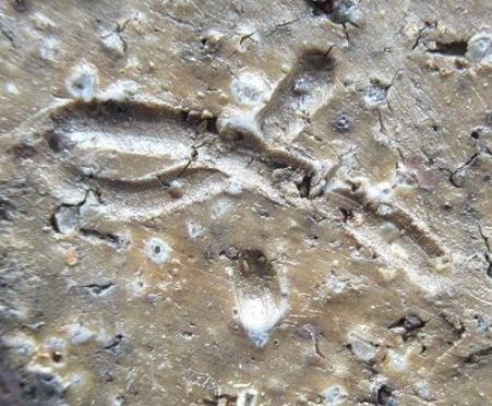 陶芸作家今泉陶光　（備前焼）の陶印・裏印・窯印・サイン画像です。