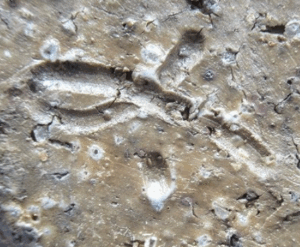 陶芸作家今泉陶光　（備前焼）の陶印・裏印・窯印・サイン画像です。