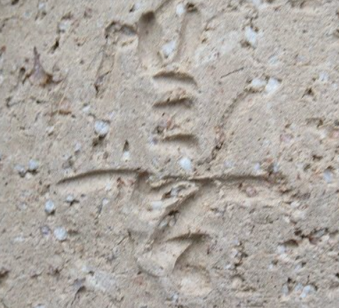 陶芸作家波多野善蔵　指月窯　（萩焼）の陶印・裏印・窯印・サイン画像です。