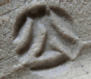 陶芸作家吉野公崇　（その他（未分類含む））の陶印・裏印・窯印・サイン画像です。