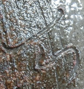 陶芸作家加山哲也の陶印画像