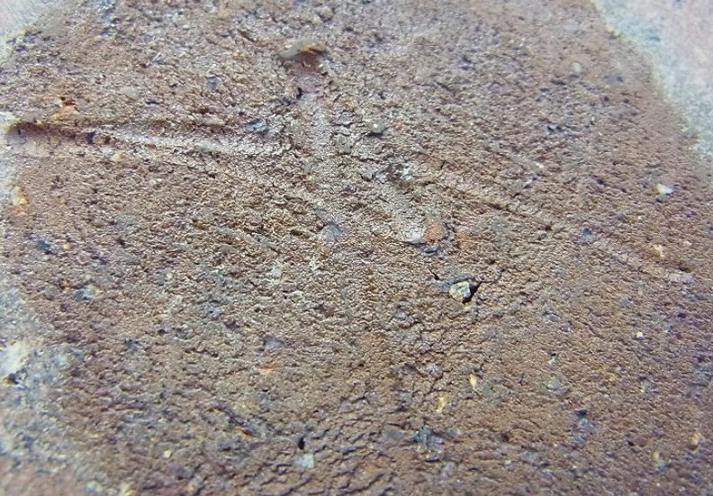 陶芸作家川上清美の陶印画像