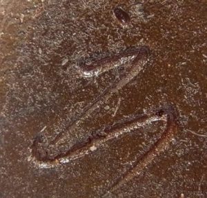 陶芸作家上中稲右衛門の陶印画像