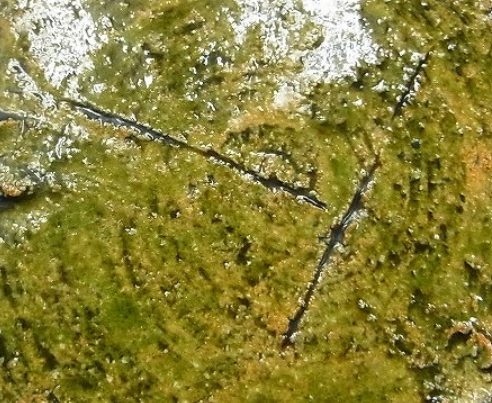 陶芸作家渡辺一紳の陶印画像