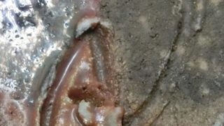 558c408753da3022f8da5c9d40e37705