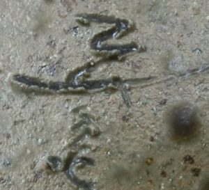 陶芸作家森山喜久男 小石原焼の陶印画像