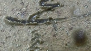 55cc1f9825348c7d4fbf7237c3efd172