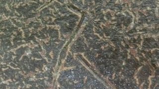 76a47f530644292111427159cdbacbaa