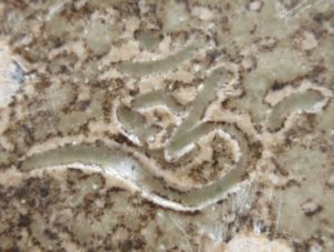 陶芸作家吉田兆秀 六大窯の陶印画像