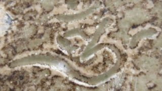 c9ed6ea9aa130559f00158479f94bef9